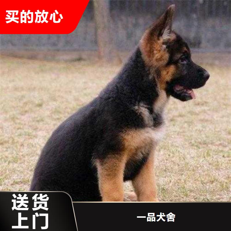 德国牧羊犬卡斯罗犬使用寿命长久