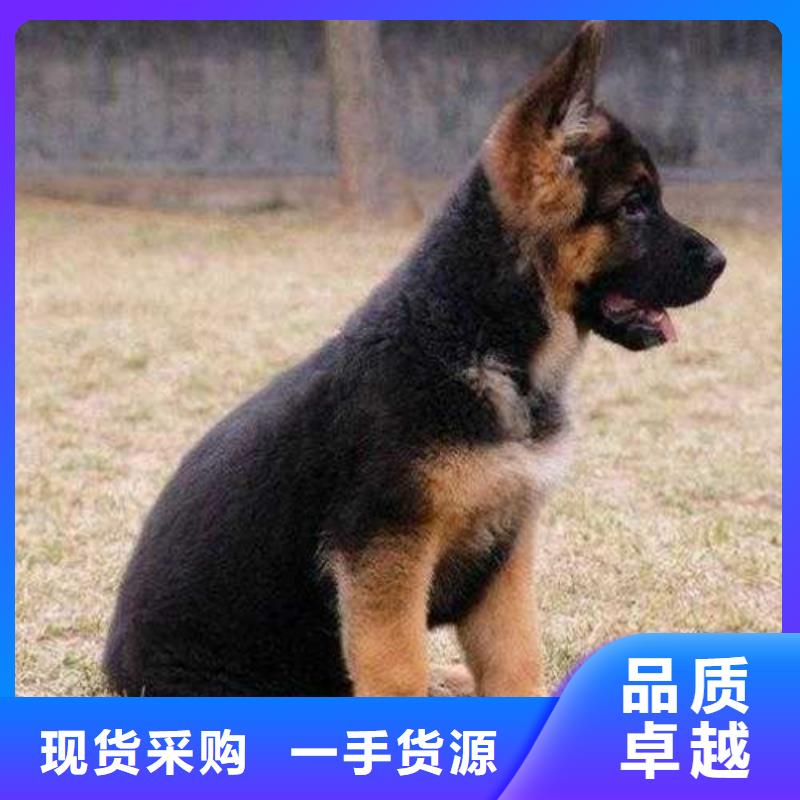 【德国牧羊犬_杜高犬货到付款】