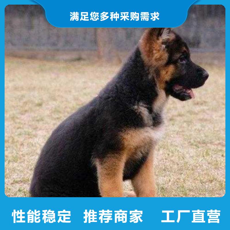 德国牧羊犬_德牧犬种类多质量好