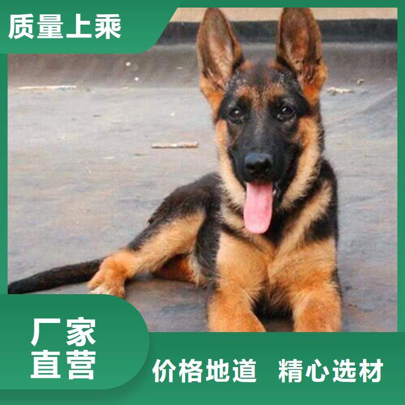 【德国牧羊犬】,杜高犬可零售可批发