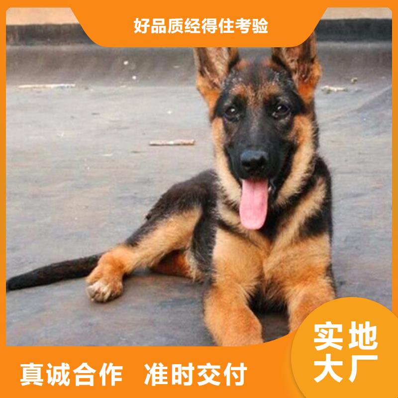 德国牧羊犬【杜宾犬】好品质经得住考验