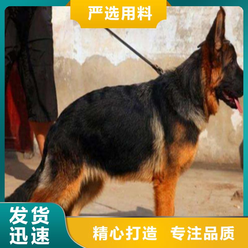 德国牧羊犬杜高犬货源稳定