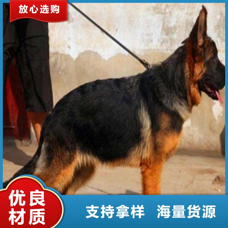 德国牧羊犬德牧犬源厂直销