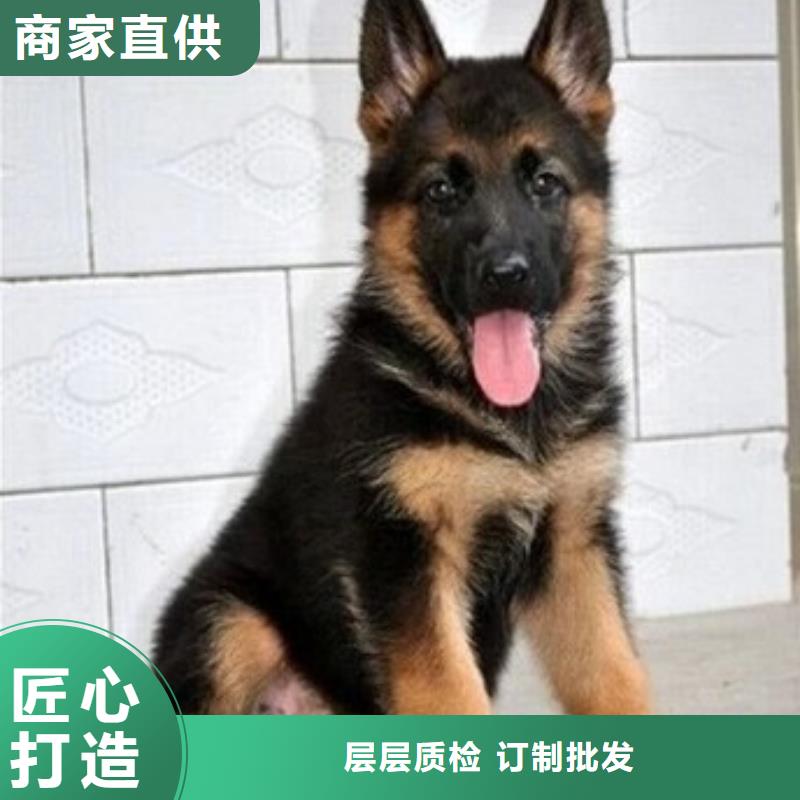 德国牧羊犬【德牧犬】好货直销