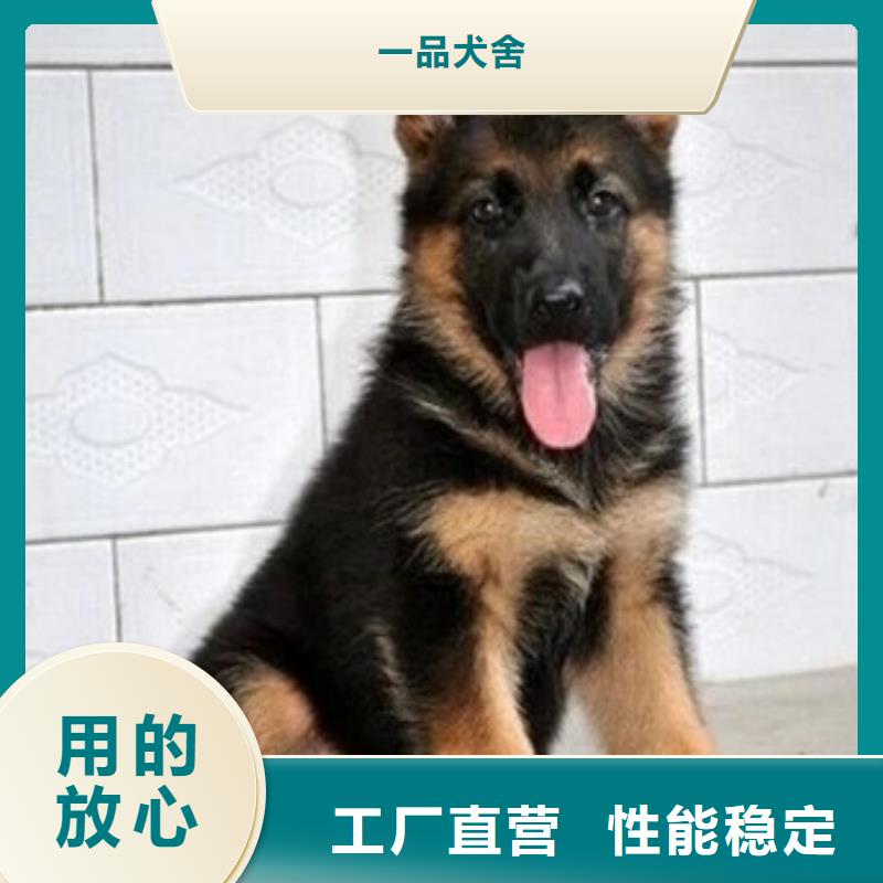 【德国牧羊犬杜高犬细节之处更加用心】