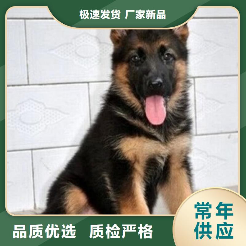 德国牧羊犬杜宾犬可零售可批发