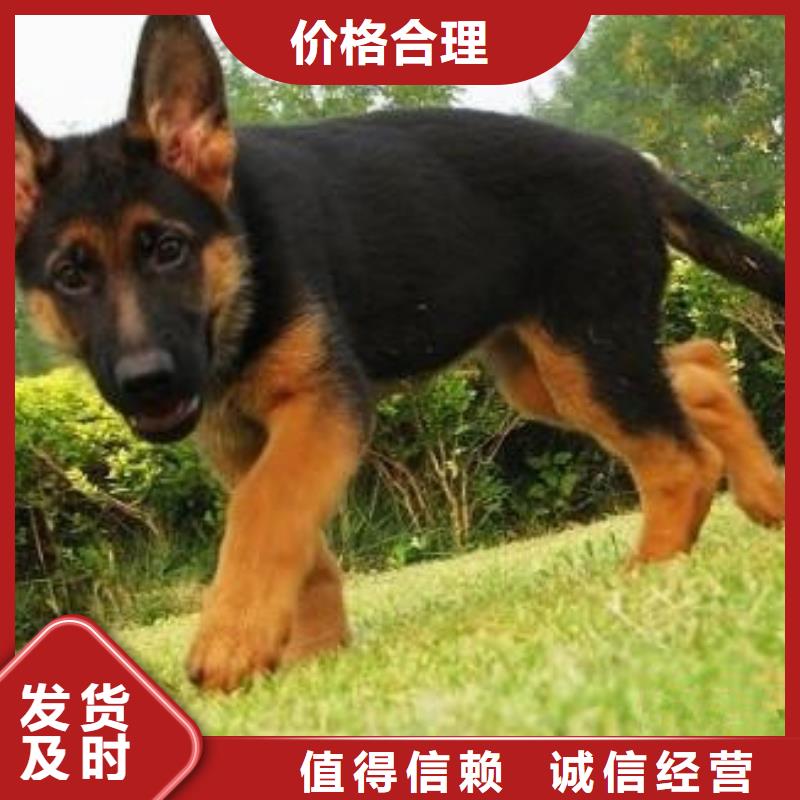 【德国牧羊犬杜高犬适用场景】