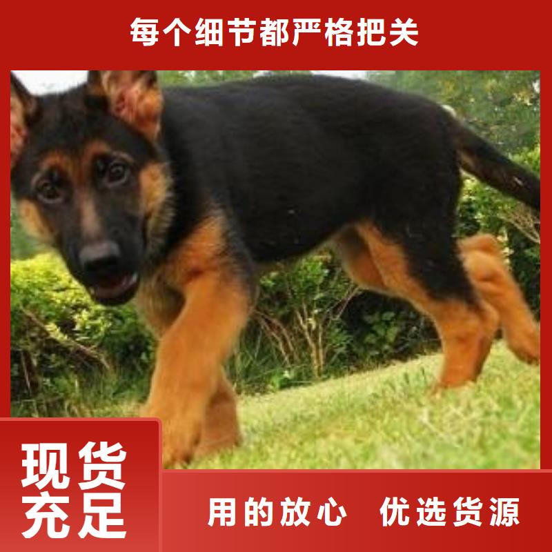 德国牧羊犬德牧犬客户信赖的厂家