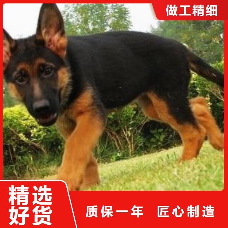 【德国牧羊犬杜高犬设计合理】