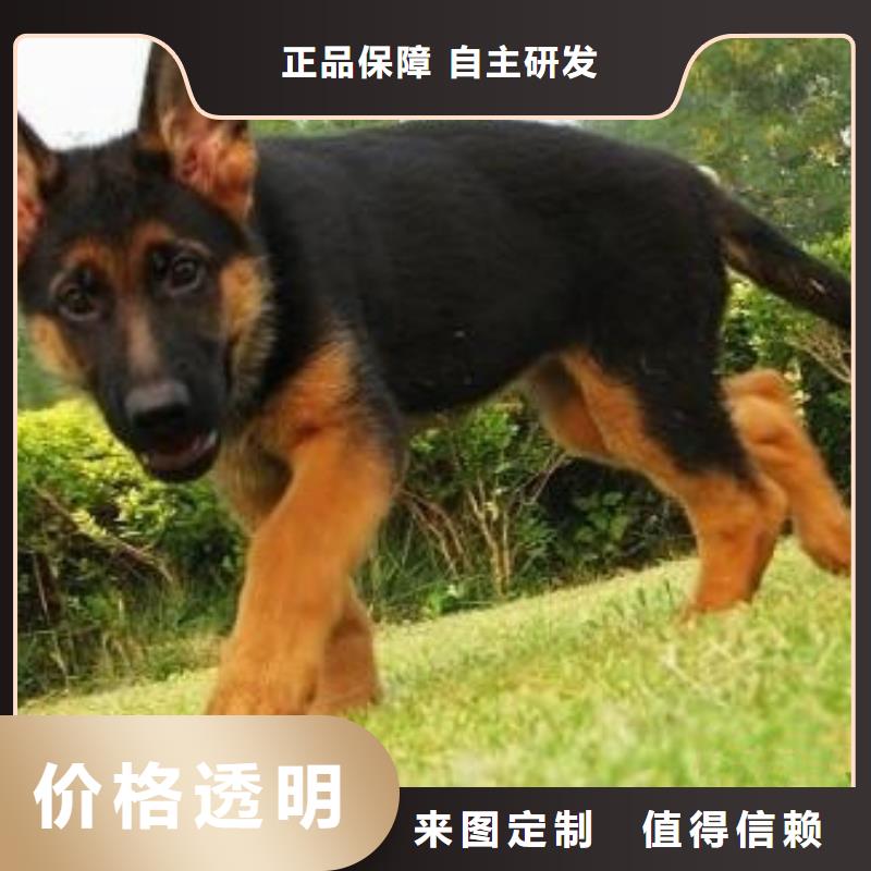 德国牧羊犬-杜宾犬懂您所需