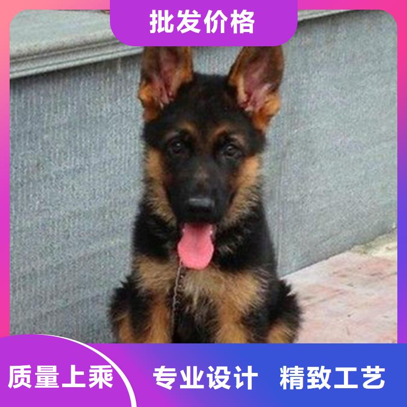 【德国牧羊犬杜高犬适用场景】