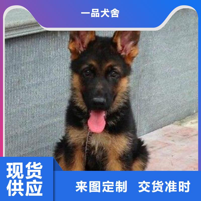 德国牧羊犬-马犬按需定制真材实料