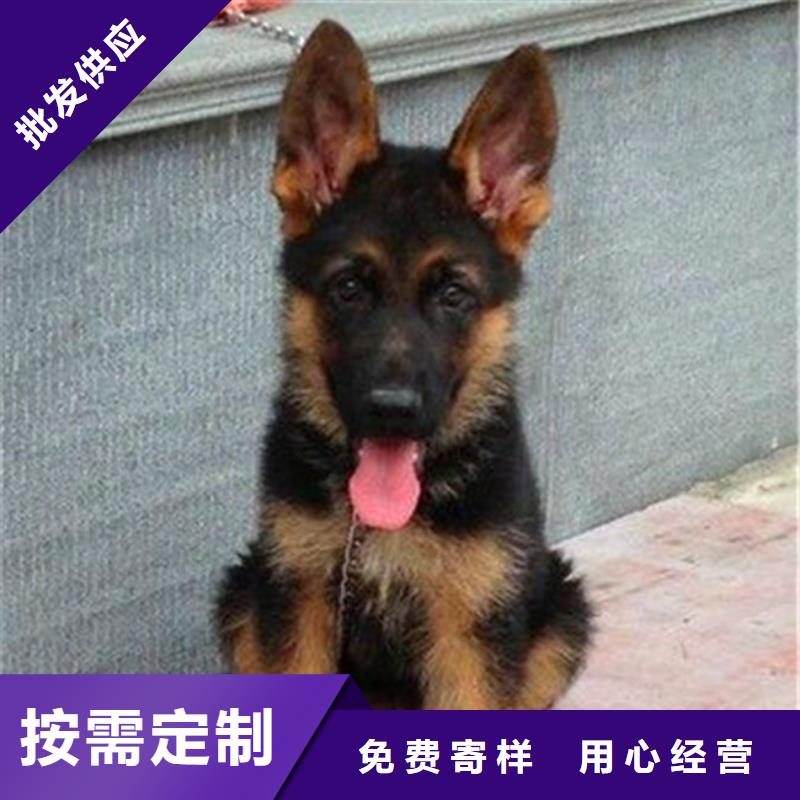 德国牧羊犬,卡斯罗犬品质保障价格合理