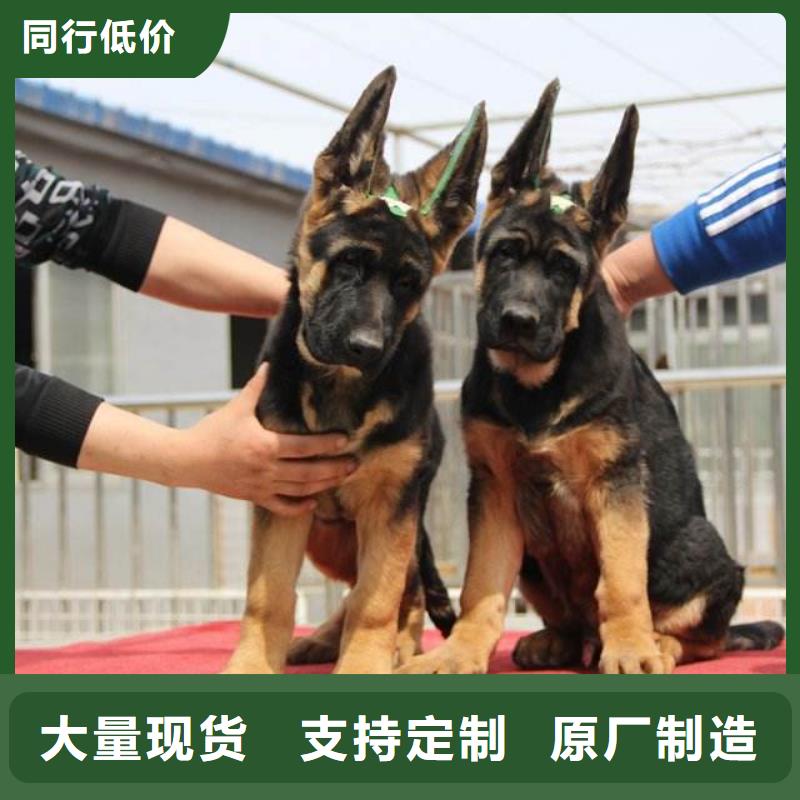 德国牧羊犬德牧犬有实力有经验