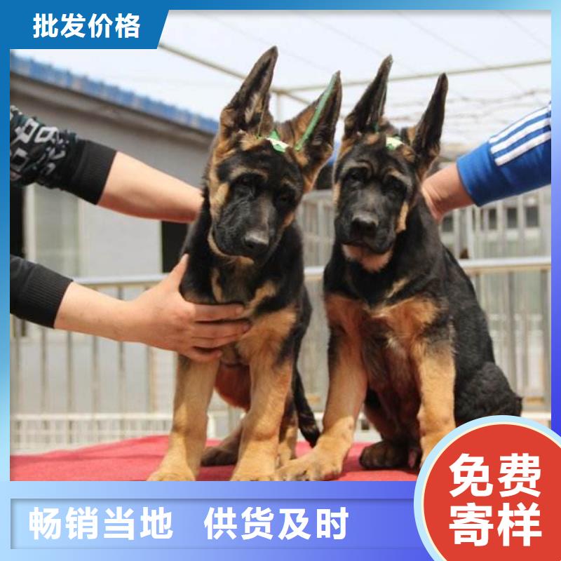 【德国牧羊犬杜高犬设计合理】