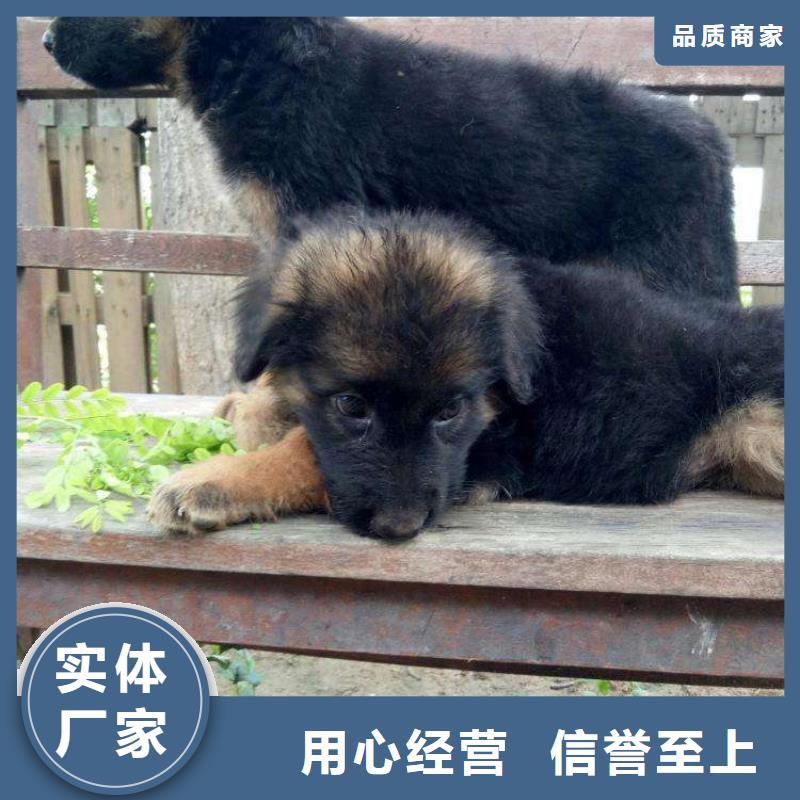 【德国牧羊犬杜高犬设计合理】