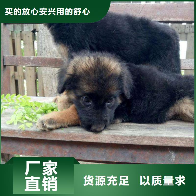 【德国牧羊犬马犬0中间商差价】