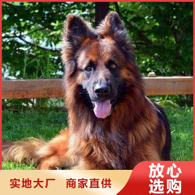 德国牧羊犬马犬批发供应