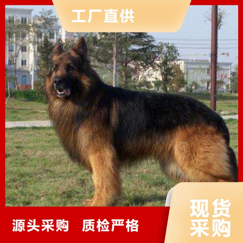 德国牧羊犬,卡斯罗犬购买的是放心