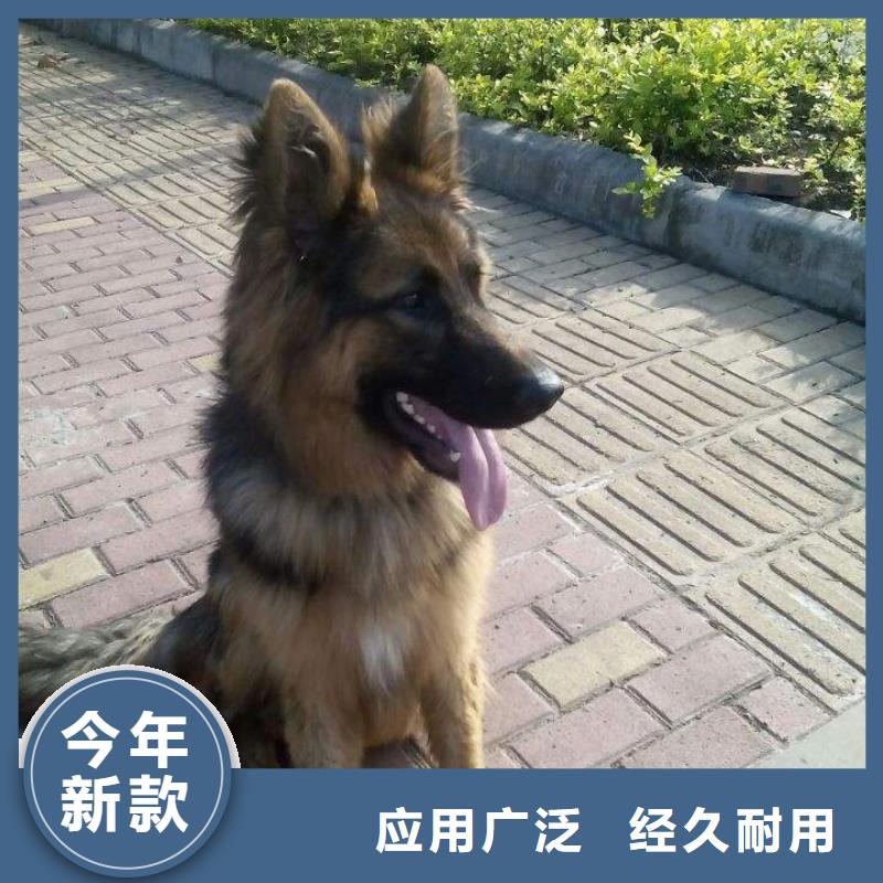 【德国牧羊犬杜高犬设计合理】