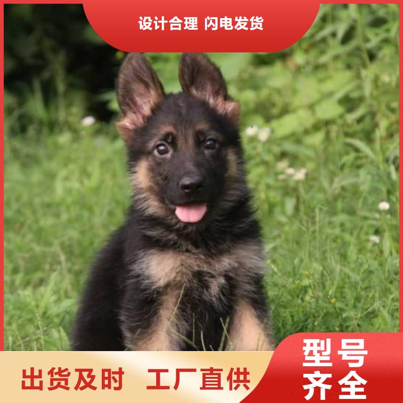 德国牧羊犬马犬批发供应