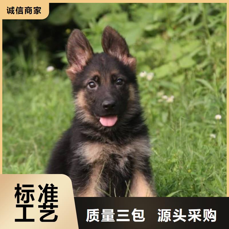 【德国牧羊犬拉布拉多犬的简单介绍】