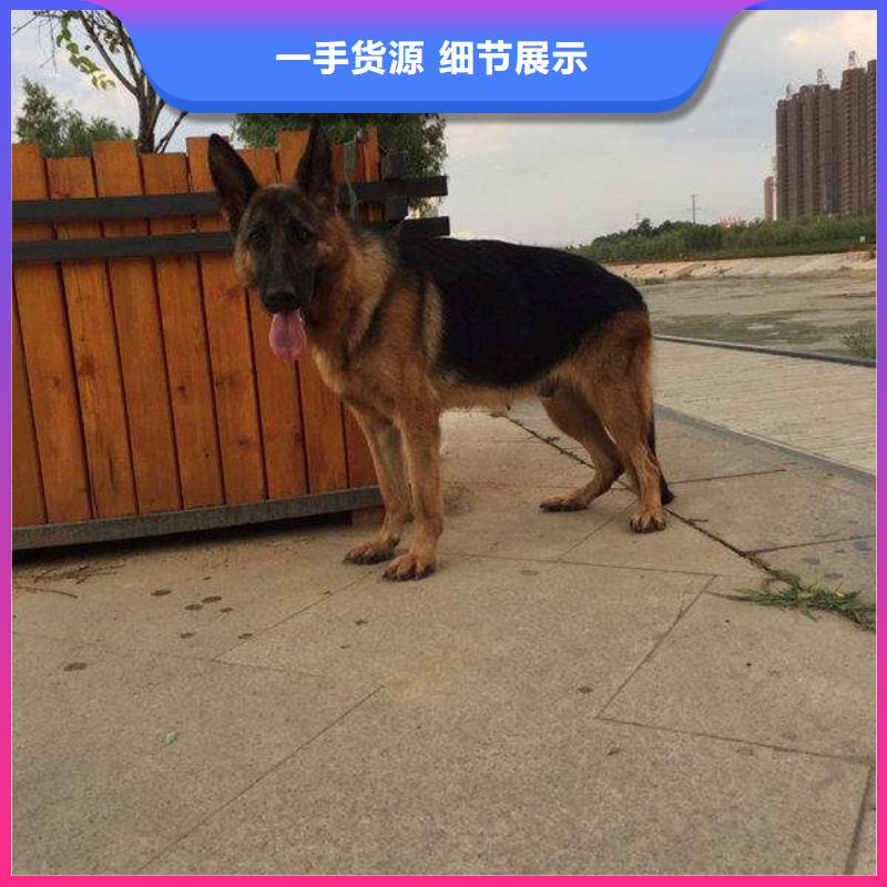 德国牧羊犬德牧犬工艺精细质保长久