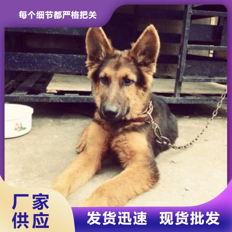 德国牧羊犬杜宾犬支持加工定制