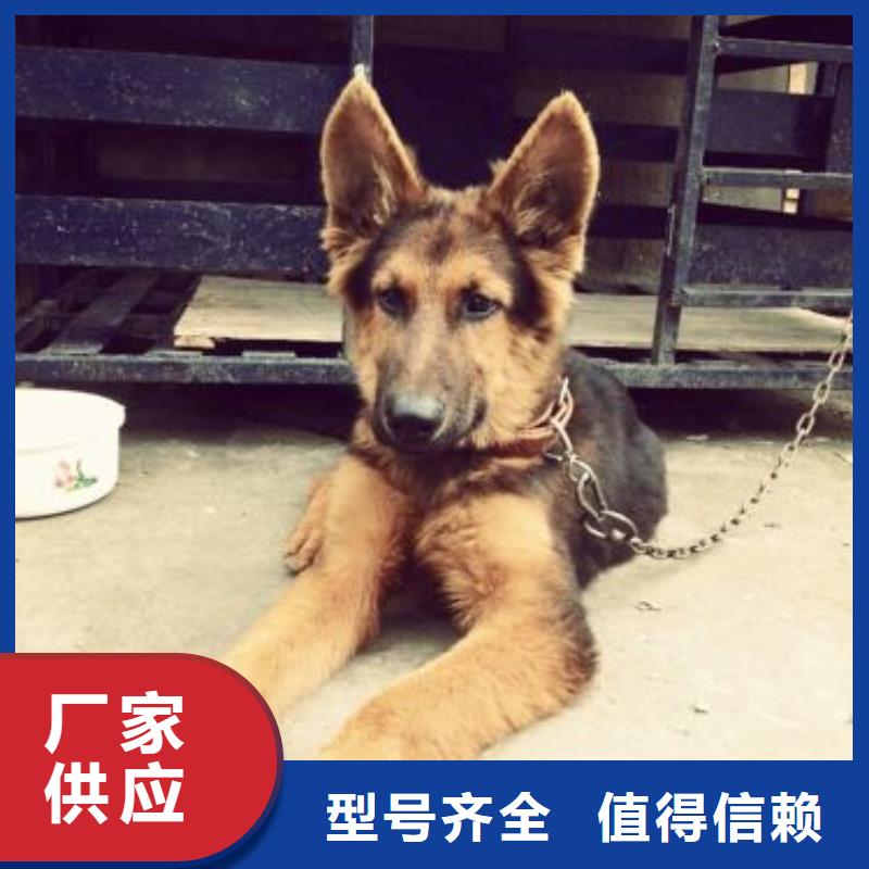 【德国牧羊犬_杜宾犬高品质现货销售】