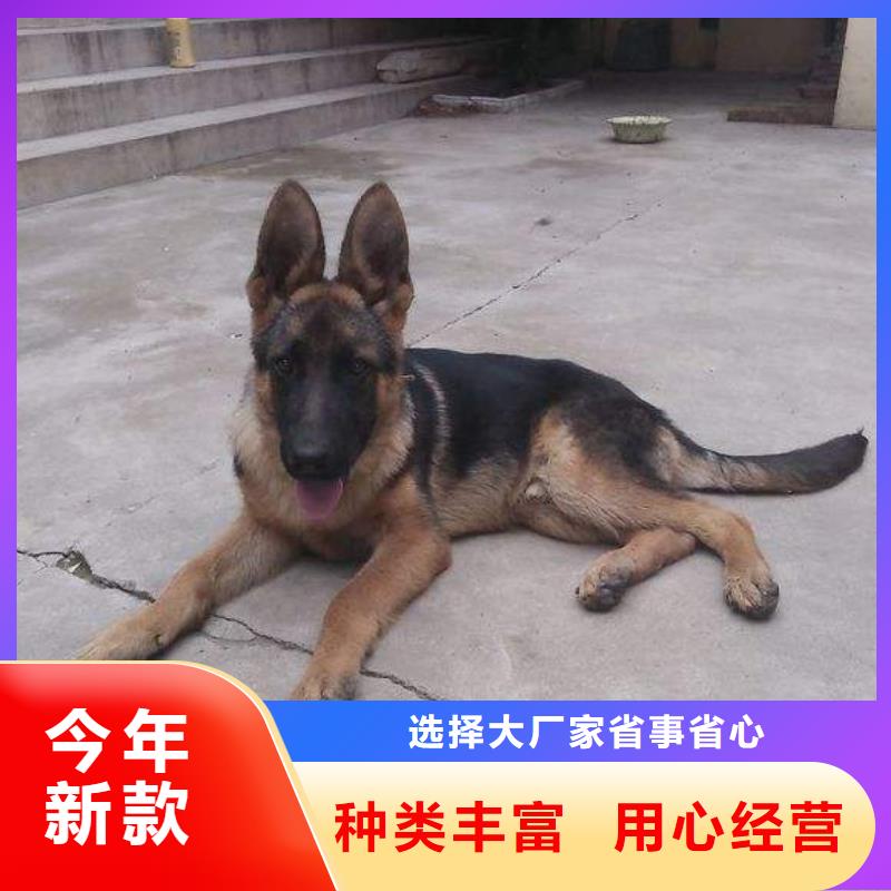 【德国牧羊犬_杜宾犬高品质现货销售】