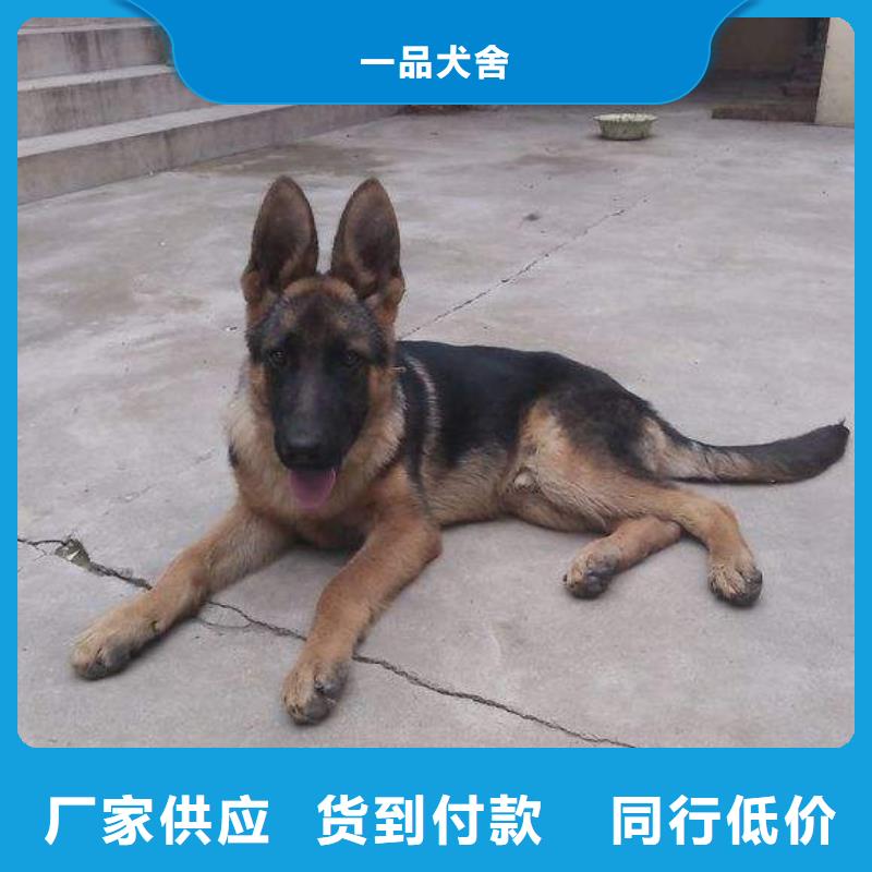 德国牧羊犬卡斯罗犬厂家销售