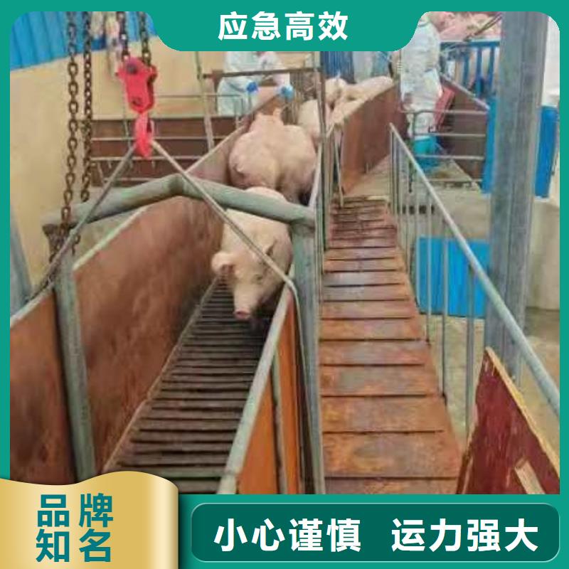 宿迁市沭阳到种猪空调车运输细致入微