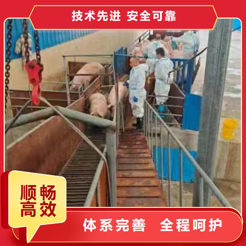 宿迁市沭阳到种猪空调车运输细致入微