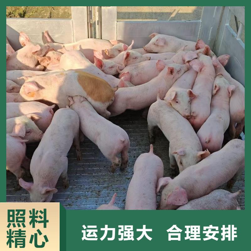 宿迁市沭阳到猪只运输专用车合作广泛