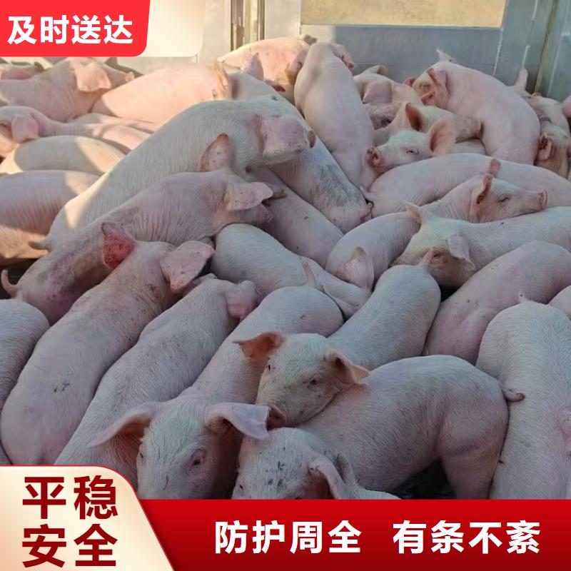 宿迁市泗阳到散装料专用车温柔对待