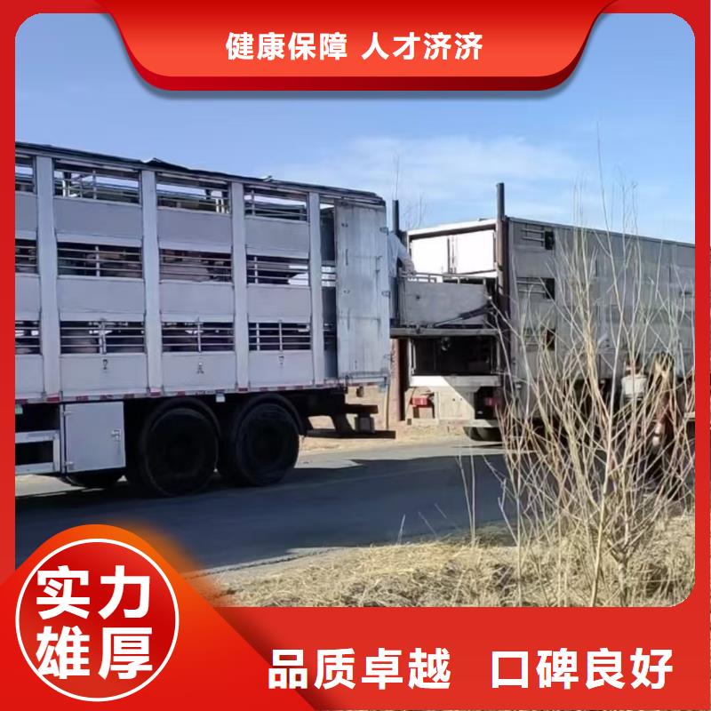 宿迁市泗洪到畜禽运输团队专业