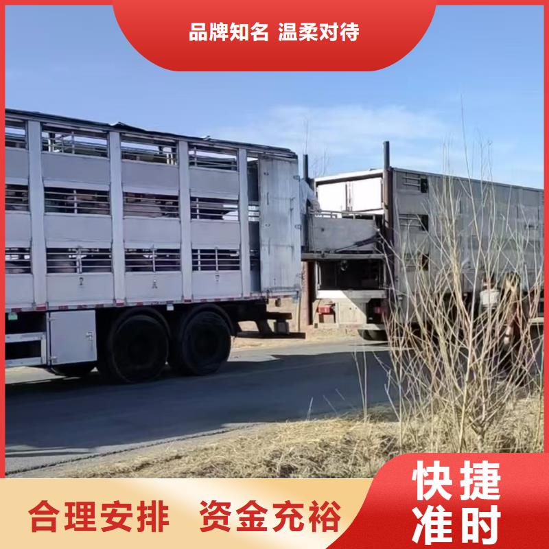 宿迁市沭阳到猪只运输专用车合作广泛