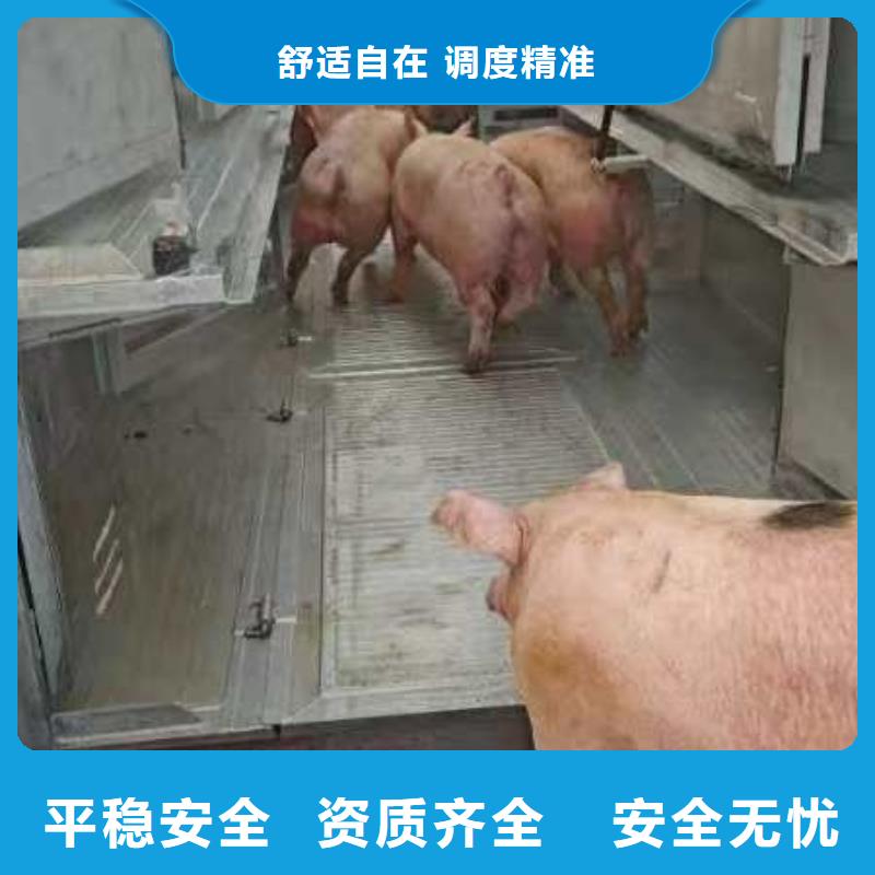 宿迁市泗洪到畜禽运输团队专业