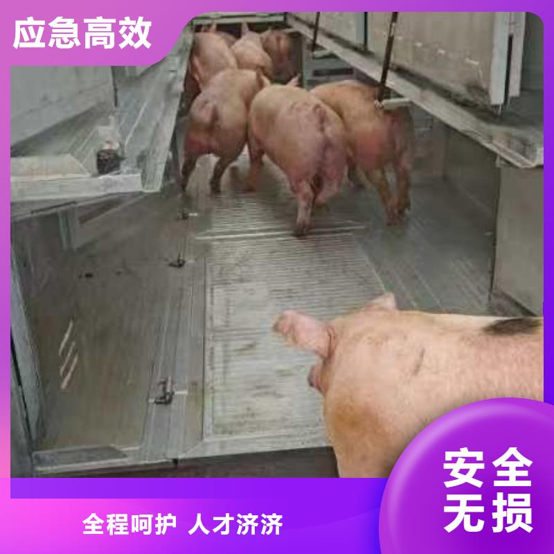 宿迁市到猪只运输专用车贴心服务