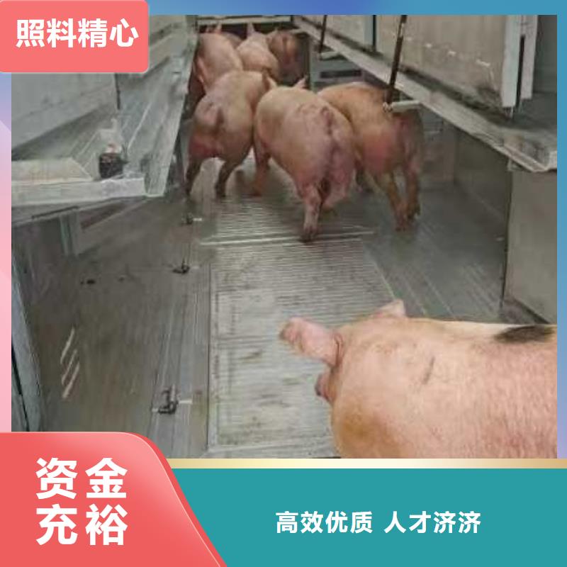 宿迁市泗阳到仔猪运输温柔对待
