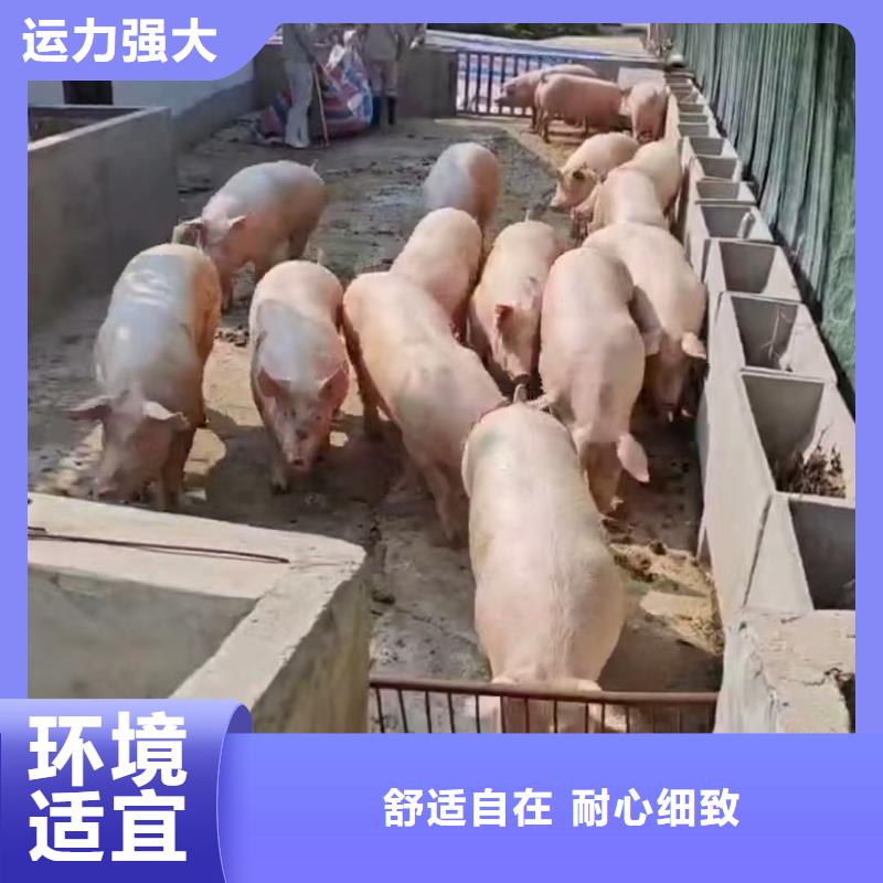 宿迁市泗洪到畜禽运输团队专业
