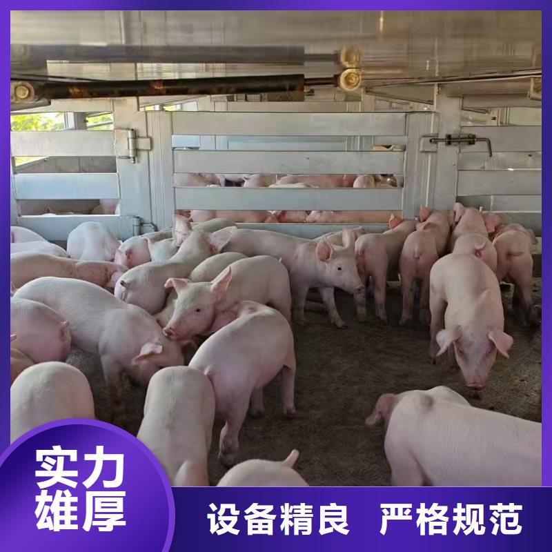 宿迁市沭阳到猪只运输专用车合作广泛