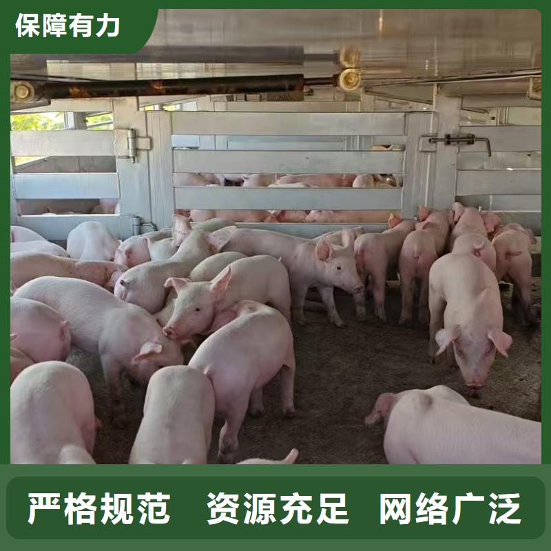 宿迁市泗阳到猪只贸易有条不紊