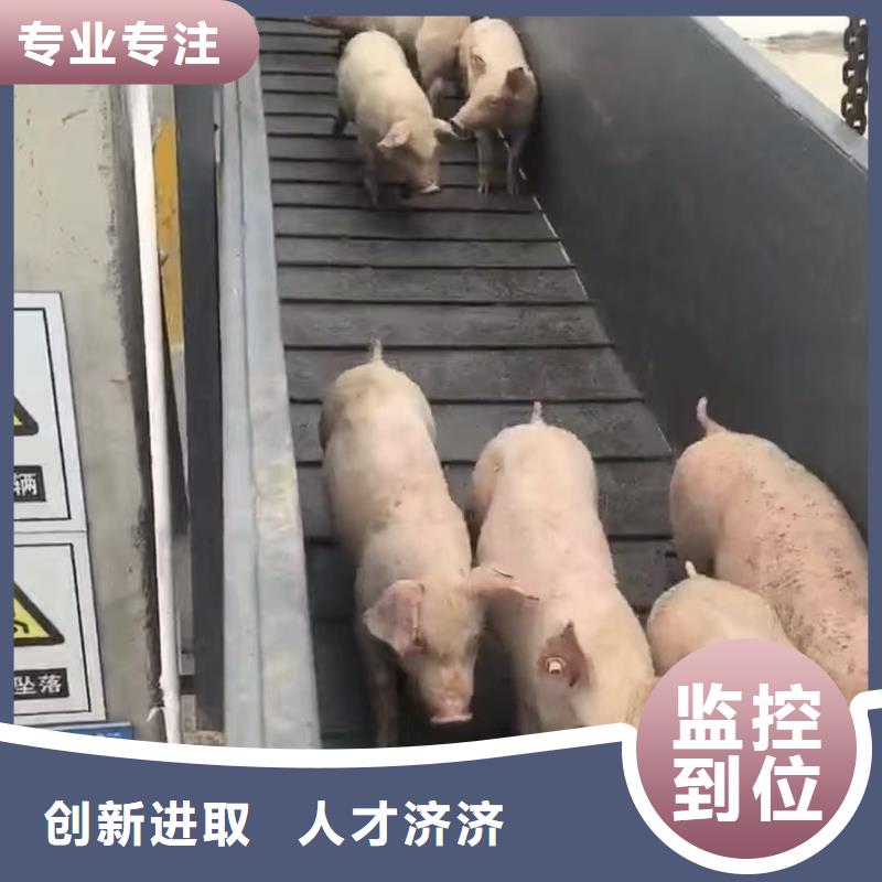 宿迁市泗阳到高栏车肥猪运输经验丰富