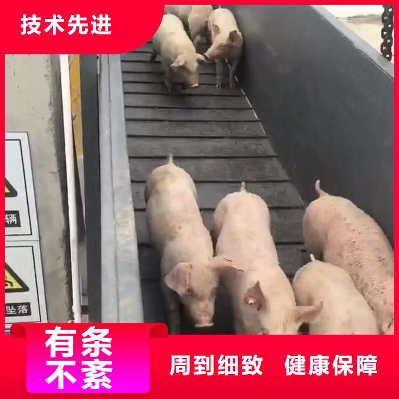宿迁市到猪只运输专用车准时准点
