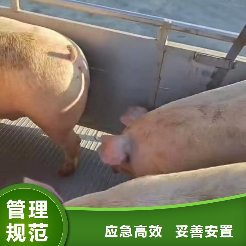 宿迁市到猪笼车运输稳妥可靠