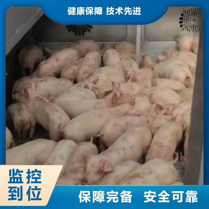 宿迁市沭阳到种猪空调车运输细致入微