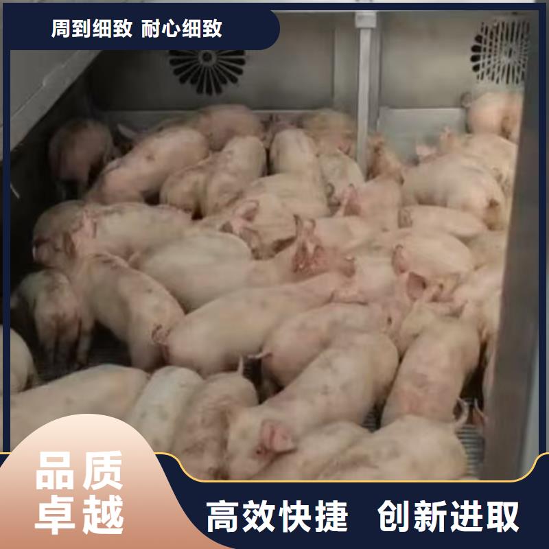 宿迁市到猪只运输专用车贴心服务