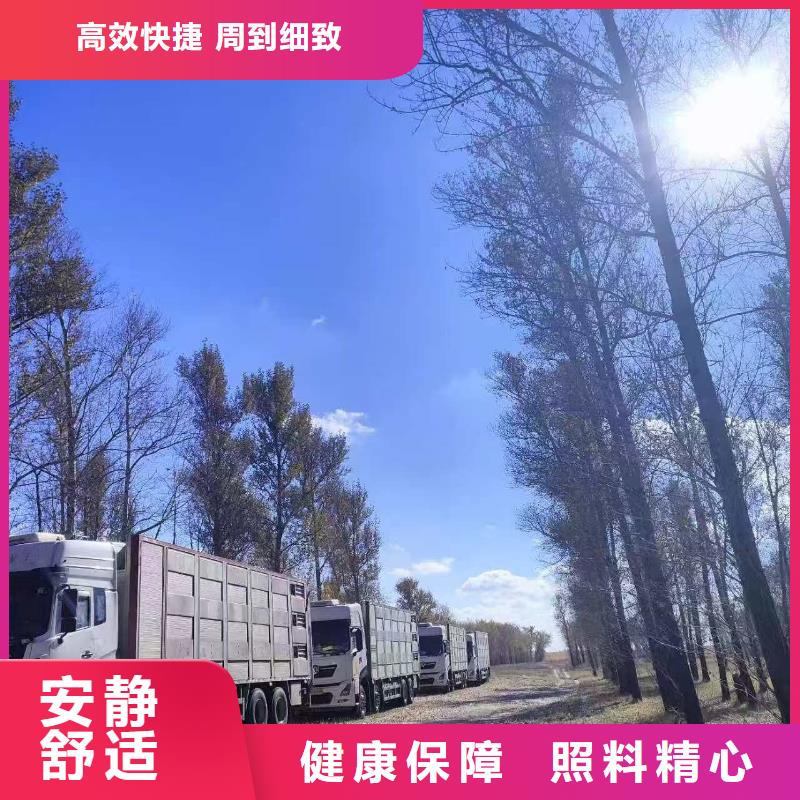 宿迁市泗阳到高栏车肥猪运输经验丰富