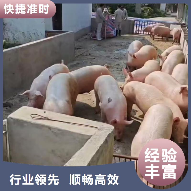 宿迁市沭阳到农牧运输资质齐全